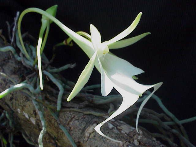 Orchidée fantôme (Dendrophylax lindenii)