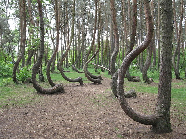 Située en Pologne, la forêt de Gryfino (surnommée la « Forêt tordue ») a la particularité de posséder des centaines d’arbres totalement incurvés à la base du tronc.